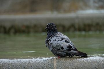 pigeons on fence