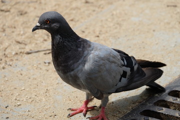 Obraz premium pigeons standing on the street.Pigeon standing looking away.Pigeon and the dove.Bird standing alone. 