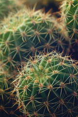 Naklejka na ściany i meble Small potted cactus closeup. Shallow depth of field