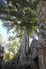 arbres géants au temple d'Angkor au Cambodge