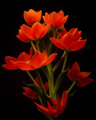 Fototapeta premium A bouquet of bright orange ornithogalum flowers.