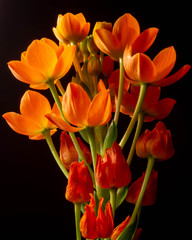 A bouquet of bright orange ornithogalum flowers.