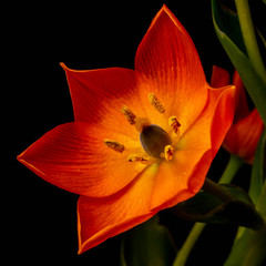 A bouquet of bright orange ornithogalum flowers.