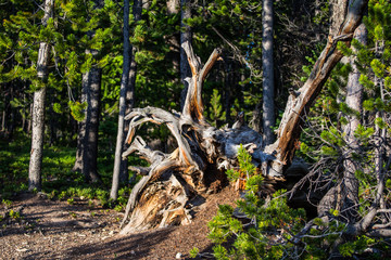 Fallen Tree