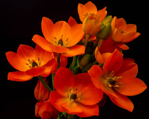 A bouquet of bright orange ornithogalum flowers.