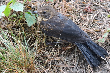 The young song thrush on a ground - obrazy, fototapety, plakaty