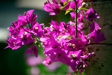 Bougainvillea Pflanze mit Blüten in Pink als Close up