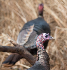 Wild Turkeys in Winter