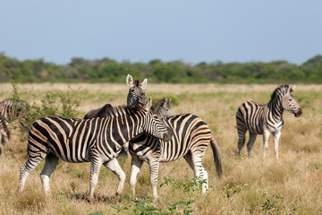 Naklejka na ściany i meble Plains zebra (Equus quagga, prev. Equus burchellii), aka common zebra, Burchell's zebra or quagga. North West Province. South Africa