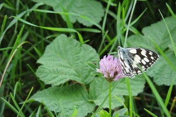 A black and white butterfly with open wings on a red clover, the marbled white