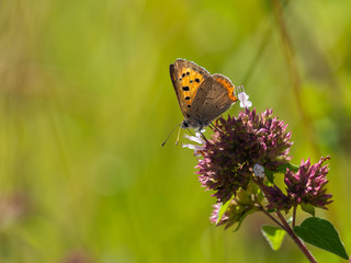 Small copper butterfly ( Lycaena phlaeas ) on a flower