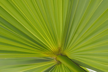 Fototapeta premium Green leaf of Sugar Palm on branch, nature green texture background.