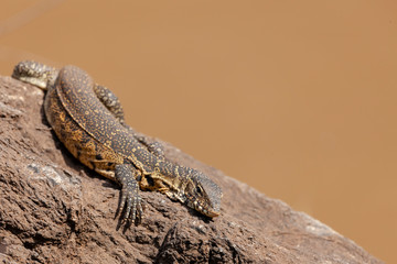 Nile monitor (Varanus niloticus), aka, African small-grain lizard, water leguaan, river leguaan, or leguaan. North West Province. South Africa