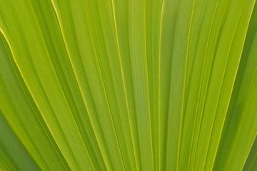 Green leaf of Sugar Palm on branch, nature green texture background.