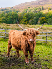 Highland cow in Scottisch landscape stares at camera