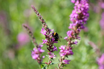 Planze Blutweiderich mit pinken Blüten und Hummel