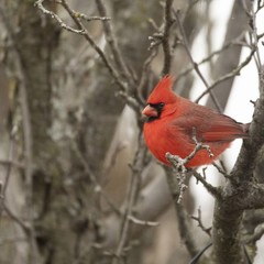 Cardinal perched on branch 
