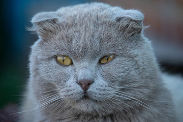 Naklejka na ściany i meble grey cat with yellow eyes close up