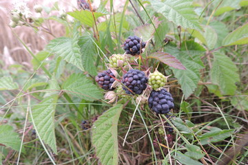 Rubus fruit