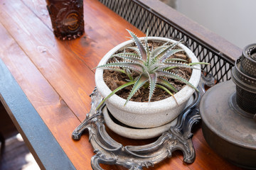 cactus in white pot on wooden table, desert plant, prickly plant ,succulent plant, copy space          