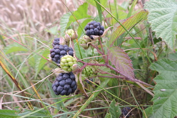 A close-up of blackberry black ripe fruit and green unripened fruit growing in a meadow
