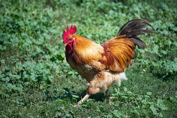 cock walking on grass