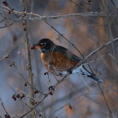 Robin enjoying a berry breakfast 