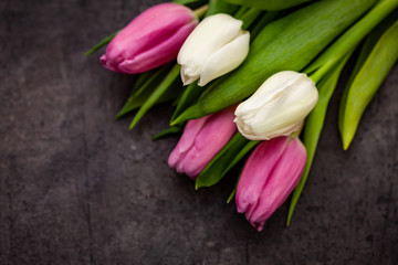 Pink and white tulips on dark background