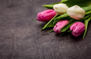 Pink and white tulips on dark background