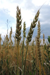 A close-up of ripening ears of wheat and the field of ripe and ripening wheat in the background - obrazy, fototapety, plakaty