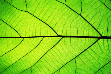 Fototapeta na wymiar Rich green leaf texture see through symmetry vein structure, beautiful nature texture concept