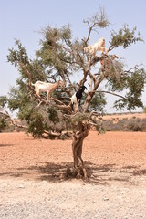 argan tree