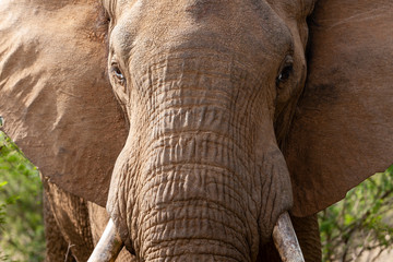 Fototapeta na wymiar African bush elephant (Loxodonta africana), or African savanna elephant. North West Province. South Africa
