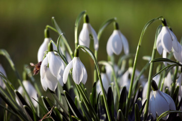 Wei&szlig;e Schneegl&ouml;ckchen Bl&uuml;ten, Blumen auf einer gr&uuml;nen Wiese im Fr&uuml;hling in der Sonne