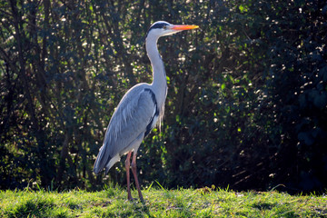 Nahaufnahme von einem Graureiher der auf einer Wiese im Profil sichtbar in der Sonne steht