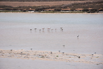 flamant rose