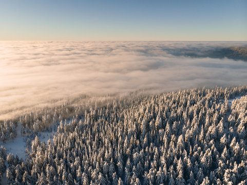 Luftaufnahme von tief verschneitem Nadelwald &uuml;ber einem Wolkenmeer bei Sonnenaufgang