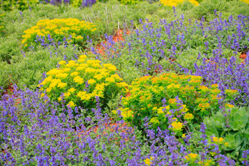 Blumenbeet mit verschiedenen Pflanzen im Sommer