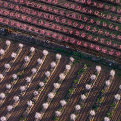 Flowering, Peach tree (Prunus persica), Fruiturisme, Tourism Experience, Aitona village, Baix Segre, Lleida, Catalonia, Spain, Europe