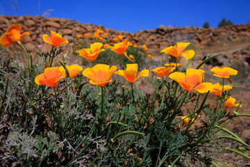 Kalifornische Mohn (Eschscholzia californica) Blüten