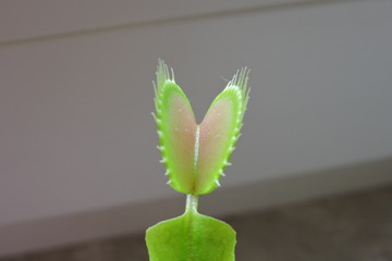 Open venus flytrap