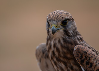 Kestrel 
