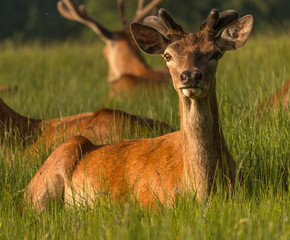 Red Deer, morning sun Richmond Park