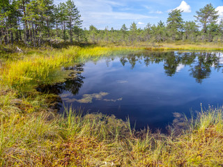 landscape in harku forest nature trail near Tallinn