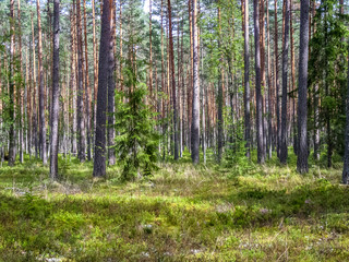 landscape in harku forest nature trail near Tallinn