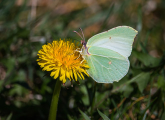 green butterfly on yellow flower