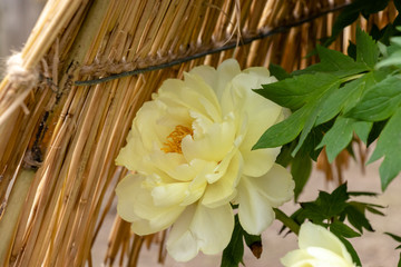 Peony flower, Ueno Taito-city, Tokyo, Japan