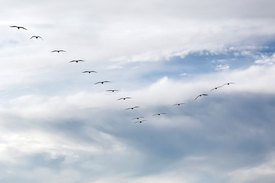 Silhouette of birds flying in v-formation