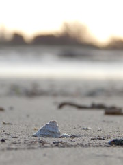 Shell on the Beach