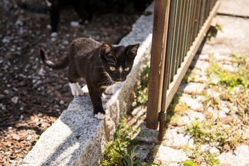 Cat in garden